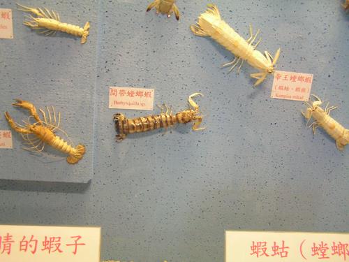 巨型螳螂虾