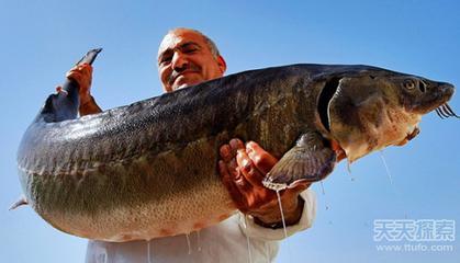 人工鲟鱼多少钱一斤