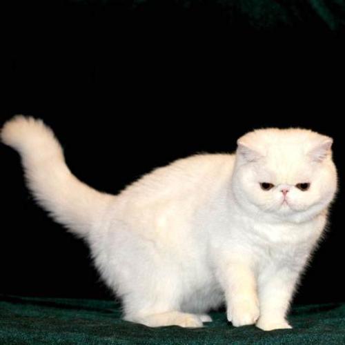加菲猫多少钱一只
