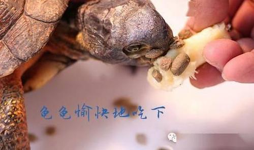 乌龟开食妙招