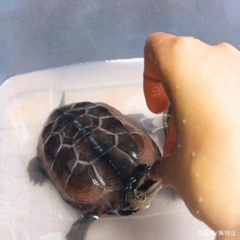 乌龟开食妙招