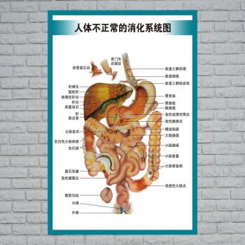 人体内脏器官图