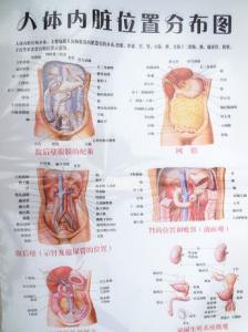 人体内脏器官图