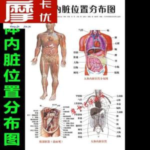 人体内脏解剖图