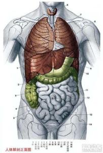 人体器官部位图