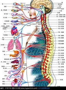 人体的结构图