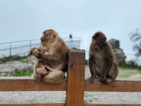 峨眉山猴子抢东西可不可以直接打 峨眉山猴子是国家二级保护动物