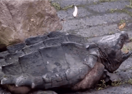 重庆寺庙放生池发现巨型怪龟：重达50斤十分凶恶！