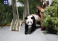 大熊猫丫丫到达北京动物园：暂时不对外展出！