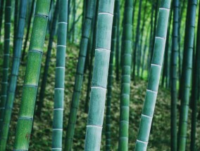 竹子生长速度人生哲理 关于竹子的生长过程