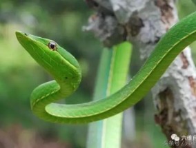 绿色的蛇的图片代表什么意思 竹叶青是蛇类吗
