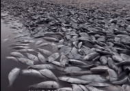 美国一地数千条鲱鱼突然死亡：尸体铺满海滩！