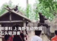 动物园猩猩用石头砸游客 园方回应黑猩猩以为游客扔水果要砸它！