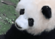 男子向大熊猫“园润”泼水情节恶劣：终身禁止入园！
