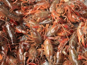 打击外来物种 日本6月起禁止出售或放生小龙虾：最高罚款15万！