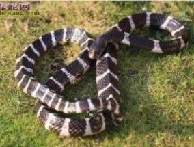 毒蛇英文，中国54种毒蛇图片名字