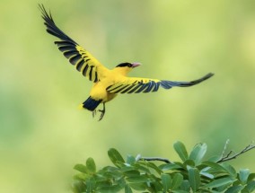 黄鹂鸟叫声视频 黄鹂鸟的象征