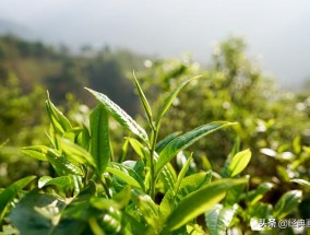 茶多酚的作用与功效百度百科 茶多酚的主要作用