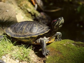 巴西龟缸怎么选择水质 巴西龟养龟手册
