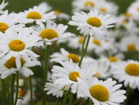 白色的雏菊代表着什么? 雏菊花语及代表意义