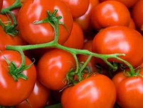 西红柿是什么时候传入中国的用英文，梳理西红柿发展史
