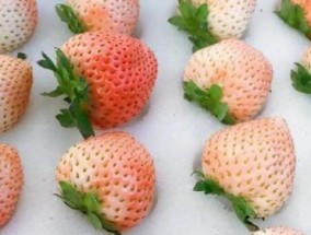 桃熏草莓品种介绍及图片 桃熏草莓种植