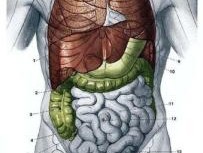 人体器官部位图 人体器官部位图 结构