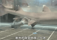 网友逛鱼店惊喜偶遇鲨鱼产子过程 目前已分开喂养！