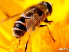 蜜蜂的外形特点有哪些? 蜜蜂的外形特征是什么