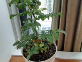 阳台小番茄的种植方法和时间种子催芽术 阳台盆栽小番茄的种植方法