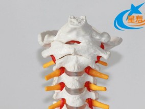 人体颈椎结构图 人体颈椎结构图正常