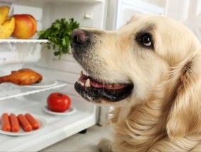 狗狗可以吃白萝卜吗熟的还是生的 适合狗狗吃的食物菜谱