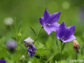紫色的花有哪些及花名图片 24种紫色花小巧