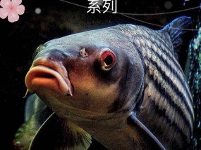 桂花鱼是海鱼还是淡水鱼师范大学 鳜鱼是淡水鱼吗