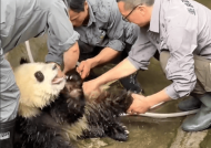 大熊猫洗澡两个半人摁半个负责洗：旁边一只在看戏！