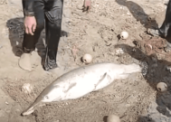 鱼越养越少 园区放干水库里发现真凶：一条50斤鳄雀鳝！
