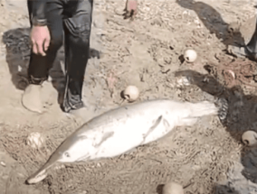 鱼越养越少 园区放干水库里发现真凶：一条50斤鳄雀鳝！