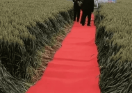 官方回应麦田观摩会铺红毯踩踏麦子 对麦子的影响不大！