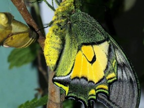 金斑喙凤蝶和金带凤蝶哪个更稀少 2个原因导致