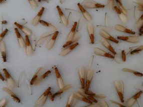 飞蚁为什么下雨就出来,会出现多久 飞蚁和白蚁有什么不同