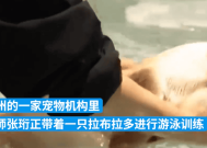 杭州宠物减肥一月收费4000元起：网友感叹待遇不如狗！
