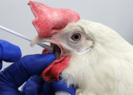 广东中山报告1例H3N8病例：发病前有活禽暴露史 家周边有野禽活动史！