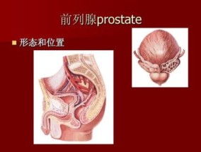 前列腺在什么位置 前列腺是指哪个部位