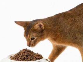 艾美康猫粮配方有哪些品种（猫咪配方粮）