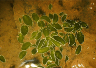 我国海南发现两个新记录物种：长得像树叶 靠光合作用就能活！