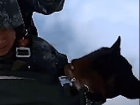 军犬1200米高空跳伞一脸淡定 表现异常酷炫！