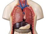 人体内脏构造图 人体内脏构造图胃肝胆