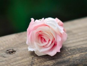 粉色玫瑰的花语有哪些（不同朵数粉色玫瑰的寓意介绍）