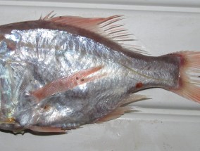 深海红鲷鱼(深海红鲷鱼胶原蛋白肽什么有作用)