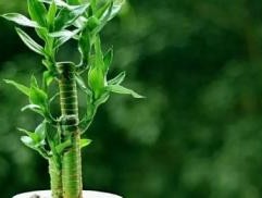 富贵竹水养多久能生根-富贵竹如何快速发芽生根？